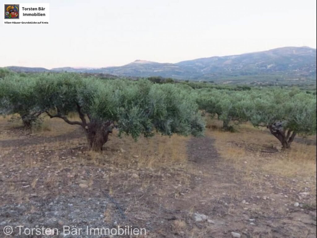 Olivenhain 25.000m² mit kleinem Haus