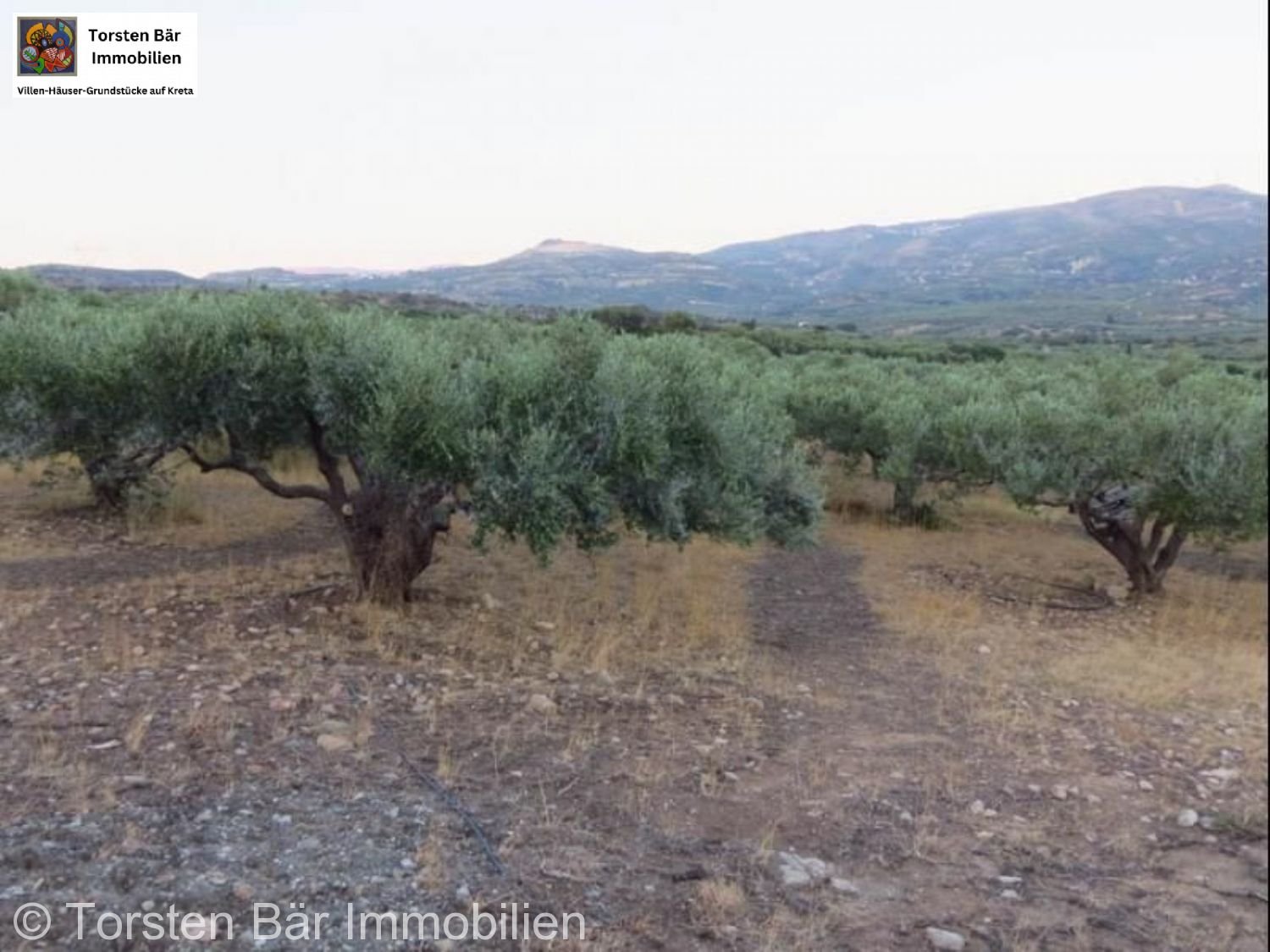 Olivenhain 25.000m² mit kleinem Haus