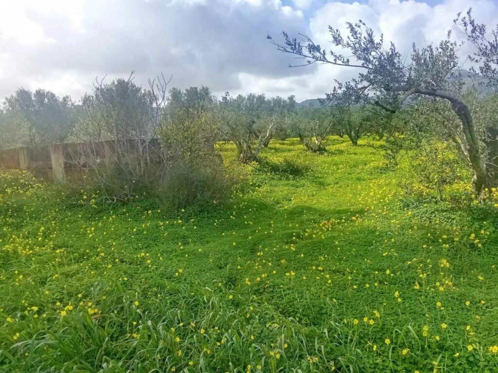 Foto der Immobilie (42035)